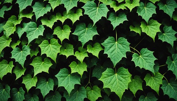 Explorez l'univers fascinant des lierres en ligne