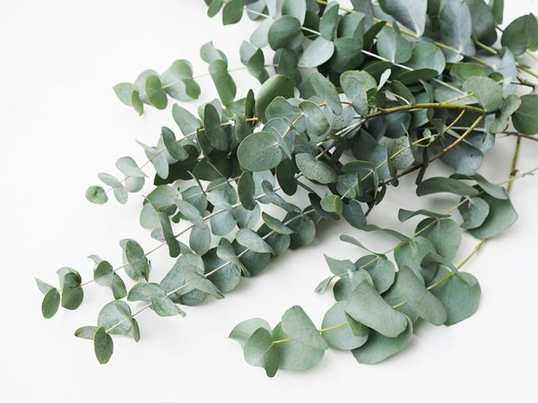 Ajoutez une touche de verdure avec des lierres artificielles